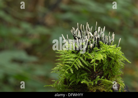 Miniature tiny Candle Snuff candlestick Fungus fruit bodies amongst creeping leaves branches shoots of moss Stock Photo