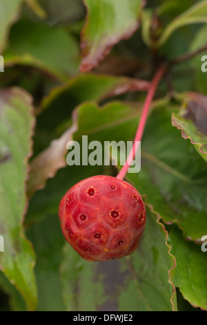 extremely unusual alien almost looking red pink fruit fruits of Kousa dogwood tree sort of like raspberry Stock Photo