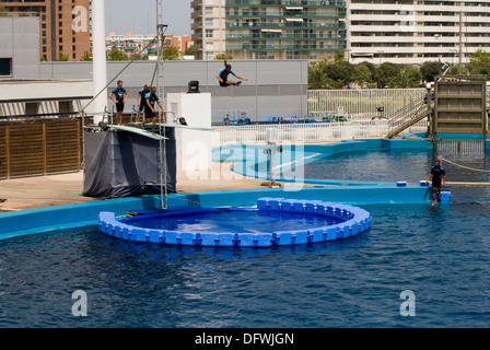 mix acrobatics with the dolphin performance. exhibition at the Dolphinarium where acrobats mix risky acrobatics with the Common Stock Photo