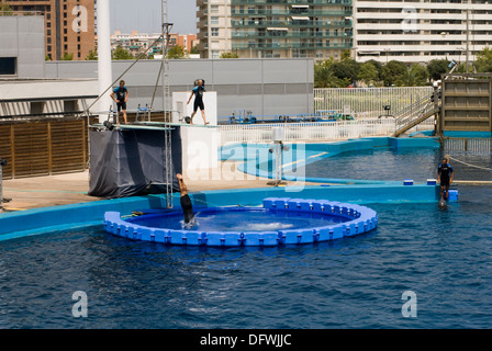 exhibition at the Dolphinarium where acrobats mix risky acrobatics with the Common Bottlenose Dolphins show. Stock Photo