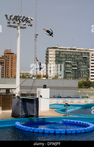 exhibition at the Dolphinarium where acrobats mix risky acrobatics with the bottlenose dolphins display show Stock Photo