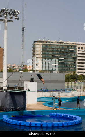 Acrobats use trampolines placed at different heights - the highest at 25 meters ,mix acrobatics and dolphin performance. Stock Photo