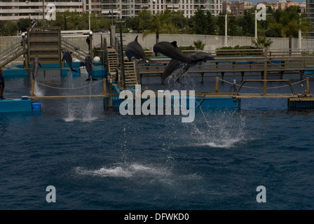 Bottlenose Dolphins at the L'Oceanografic at the City of Arts and Science in Valencia, Spain Stock Photo