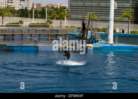 Bottlenose Dolphins at the L'Oceanografic at the City of Arts and Science in Valencia, Spain Stock Photo