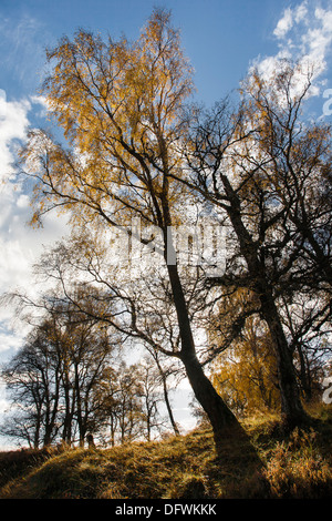 Autumn Birch trees (Betula pendula) at the Muir of Dinnet Nature reserve in Aberdeenshire, Scotland. Stock Photo