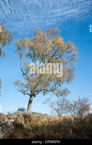 Autumn Birch Tree (Betula pendula) at the Muir of Dinnet Nature reserve in Aberdeenshire, Scotland. Stock Photo