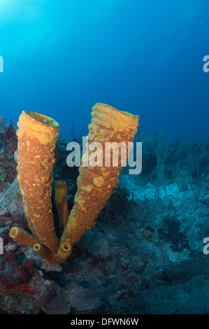 Yellow tube sponge (Aplysina fistularis) shows its bright color even at depth of Mesoamerican barrier reef in the Caribbean. Stock Photo