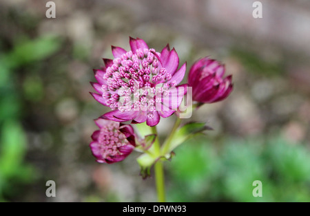 Astrantia major rubra Plant in Flower Stock Photo