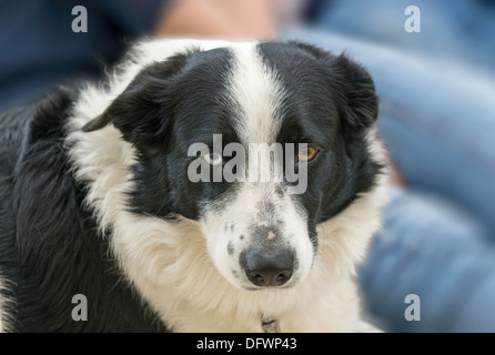 BORDER COLLIE SHEEP DOG WITH ONE BLUE EYE AND ONE BROWN EYE Stock Photo