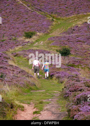 Caucasian Middle Aged Couple Walking in the Eildon Hills with heather in flower during the summer, Borders, Scotland, UK Stock Photo
