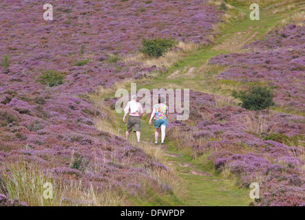 Caucasian Middle Aged Couple Walking in the Eildon Hills with heather in flower during the summer, Borders, Scotland, UK Stock Photo