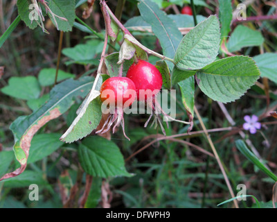 Dog Rose Hips ( Rosa canina ), UK Stock Photo