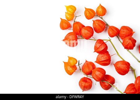 Physalis alkekengi on white background. Branches of Chinese Lantern Stock Photo