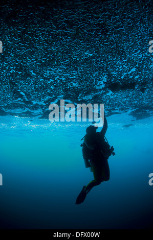 A diver reaches up to touch the ceiling of an undercut, caused by wave erosion, Raja Ampat, West Papua, Indonesia. Stock Photo