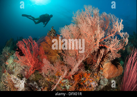 Gorgonian sea fans on a reef in Raja Ampat, West Papua, Indonesia. Diver in background. Stock Photo