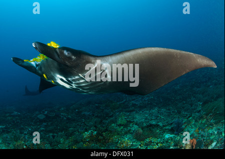 The reef manta ray with yellow pilot fish in front of its mouth. Stock Photo