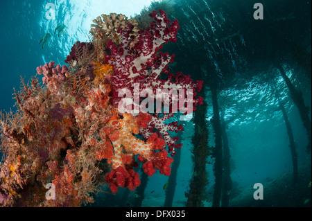Soft corals (Dendronephthya sp.) adorn the legs of Arborek Jetty, Dampier Strait, Raja Ampat, Indonesia. Stock Photo