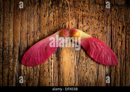 Joined helicopter seeds that have fallen off a Red Japanese Maple tree in the fall on rustic wood plank. Love concept Stock Photo
