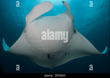 Underside view of a giant oceanic manta ray (Manta birostris), Dampier Strait, Raja Ampat, West Papua, Indonesia. Stock Photo