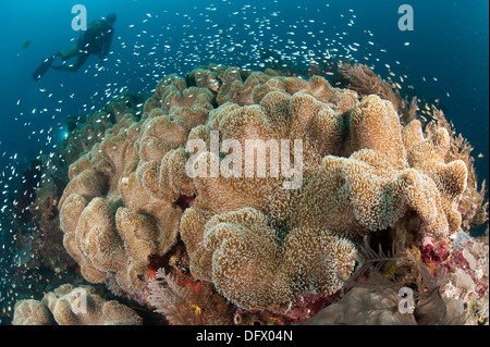 Diver approaching large group of mushroom leather coral (Sarcophyton sp.), Raja Ampat, Indonesia. Stock Photo