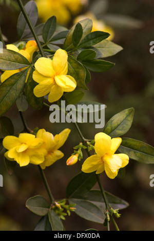 Yellow jasmine (Jasminum mesnyi) plant in bloom Stock Photo