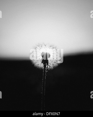 Back-Lit Dandelion Seed Head Stock Photo