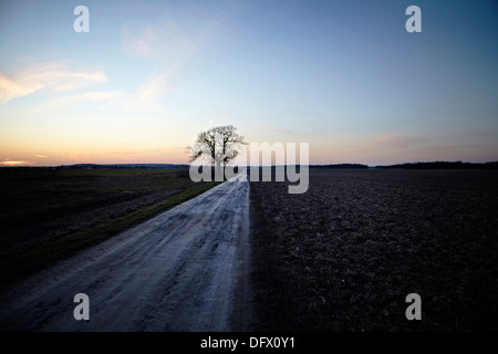 Dirt Road  and Lone Tree on Rural Farmland at Sunrise Stock Photo