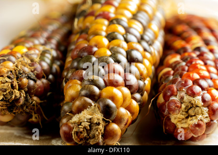 Closeup of dried Indian corn Stock Photo