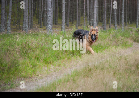 6-month-old German Shephard puppy Stock Photo