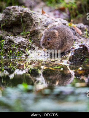 Eurasian water vole ( Arvicola amphibius) holding food on the bank of a stream, UK Stock Photo