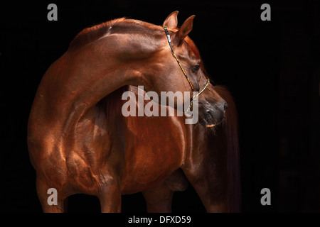 Portrait of a splendid purebred Arabian stallion against a black background Stock Photo