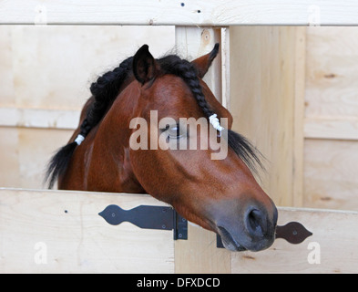 Miniature horse portrait Stock Photo