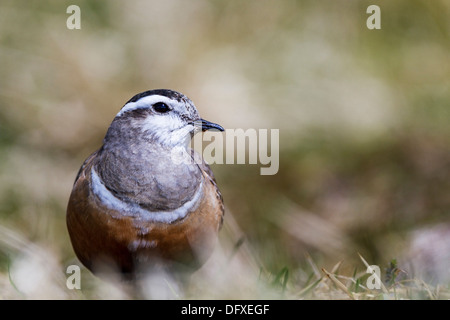 Male Dotterel resting on a mountain in the Cairngorms, Scotland Stock Photo