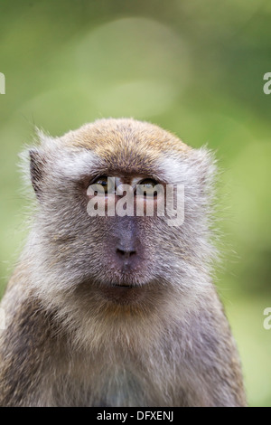 Portrait of a female Crab-eating macaque in a mangrove forest, Singapore Stock Photo