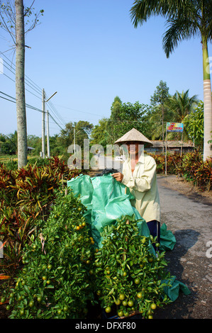 Farmer with citrus tree pot ready for sell Stock Photo