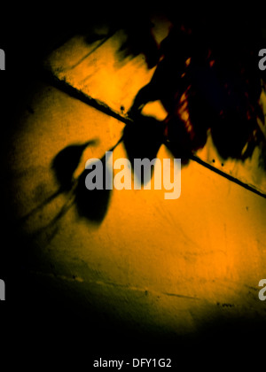 Leaves shadow on a wall Stock Photo