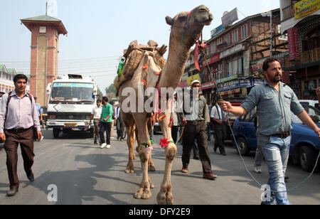 Srinagar, Indian Administered Kashmir 10th october2013, Kashmiri Muslim sell camels in the heart of City Center ahead of Eid-ul-adha. Eid al-Adha is also called Feast of the Sacrifice, the Major Festival is an important religious holiday celebrated by Muslims worldwide to honour the willingness of the Prophet Ibrahim SAW  to sacrifice his young first-born son Ismail as an act of submission to God's command and his son's acceptance. In the lunar Islamic calendar, Eid al-Adha falls on the 10th day of Dhu al-Hijjah and lasts for four days. Credit:  yawar nazir kabli/Alamy Live News Stock Photo