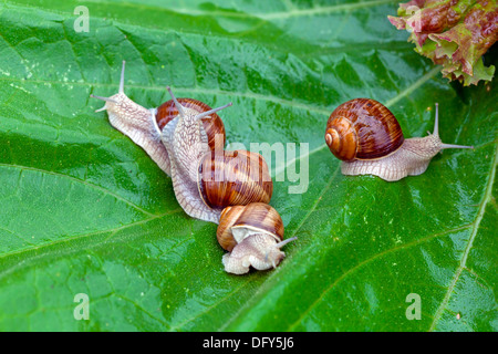 Snails after a rain on wet leaves close up Stock Photo