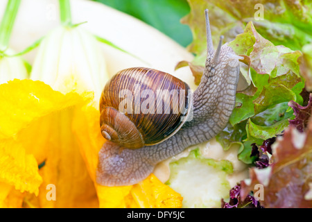 Snails after a rain on wet leaves close up Stock Photo