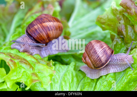 Snails after a rain on wet leaves close up Stock Photo