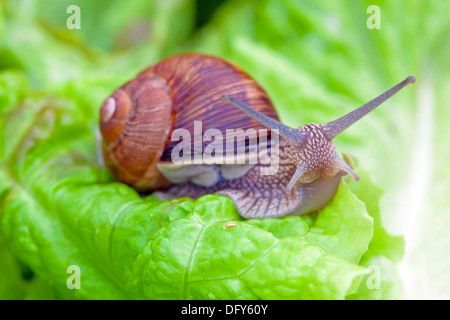 Snails after a rain on wet leaves close up Stock Photo