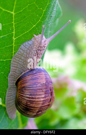 Snails after a rain on wet leaves close up Stock Photo