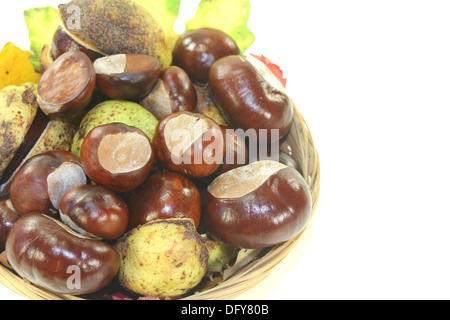 horse chestnuts in a basket on a light background Stock Photo