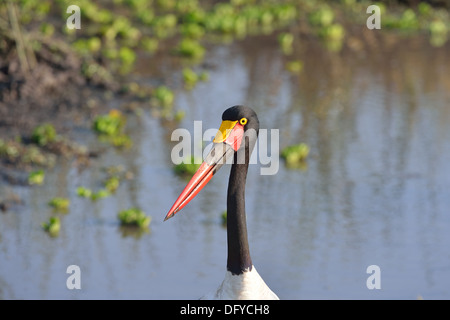 Saddle-billed stork - African jabiru - Saddlebill (Ephippiorhynchus Senegalensis) female head details Masai Mara - Kenya Stock Photo