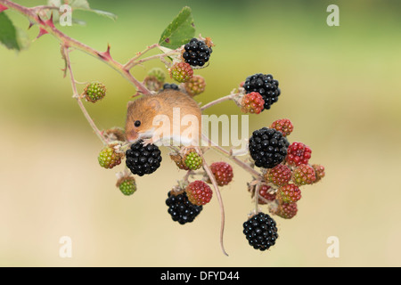 A European Harvest Mouse eating Blackberries Stock Photo