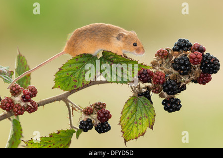A European Harvest Mouse eating Blackberries Stock Photo