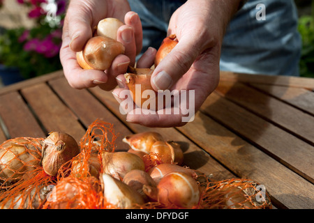 Close up of Man hands holding and sellecting choosing tulip bulbs ready for planting in the garden England UK United Kingdom GB Great Britain