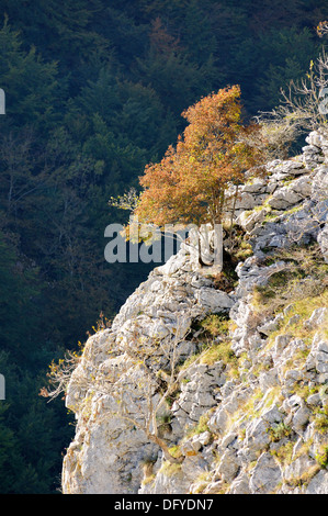 Beautiful landscape image of beech tree in a rockcliff in Autumn fall colors. Basque Country. Stock Photo