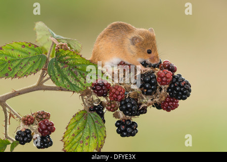 A European Harvest Mouse eating Blackberries Stock Photo