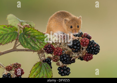 A European Harvest Mouse eating Blackberries Stock Photo